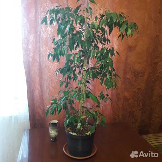 Комнатные домашние растения