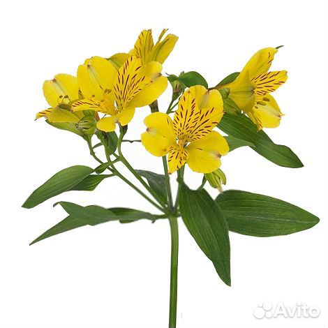 Альстромерия желтая