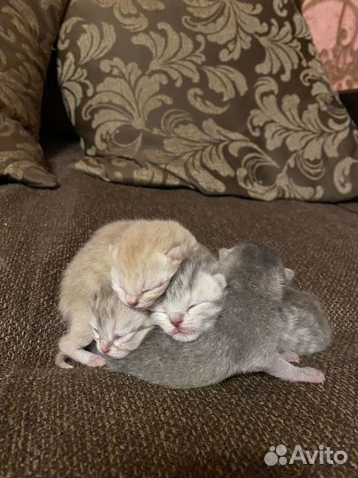 Шотландские котята