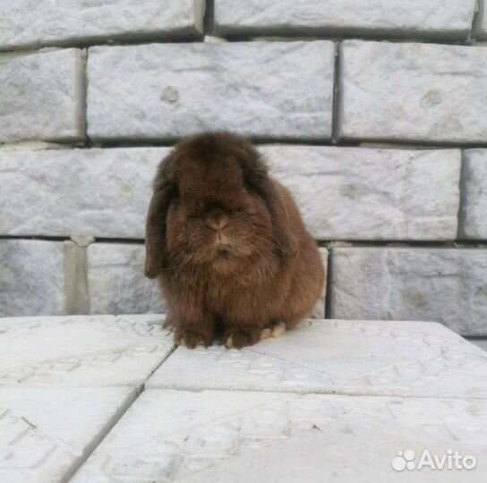 Кролик Минилоп