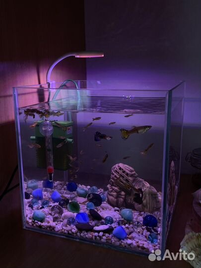 Рыбки гуппи