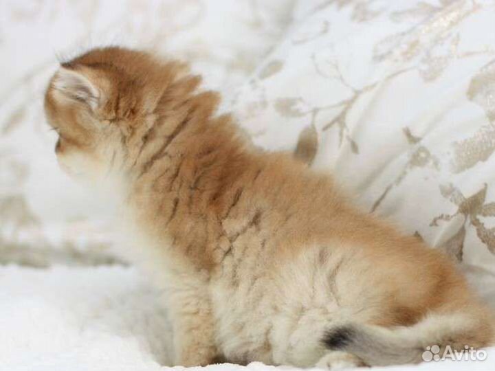 Британская шиншилла BLH