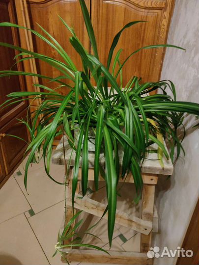 Хлорофитум