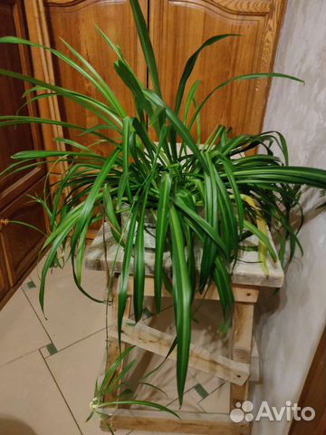 Хлорофитум