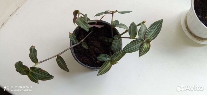 Традесканция зебрина