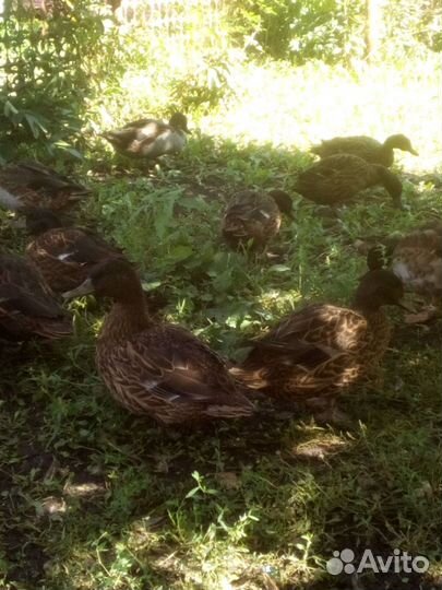 Подсадные утки чубарые