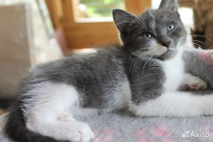 Кошка в дар бесплатно