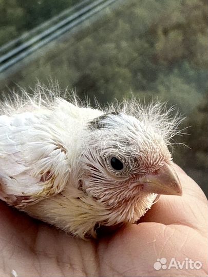 Птенцы Кенара