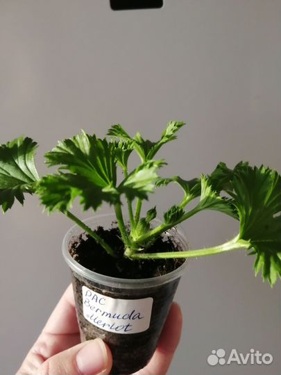 Королевская пеларгония