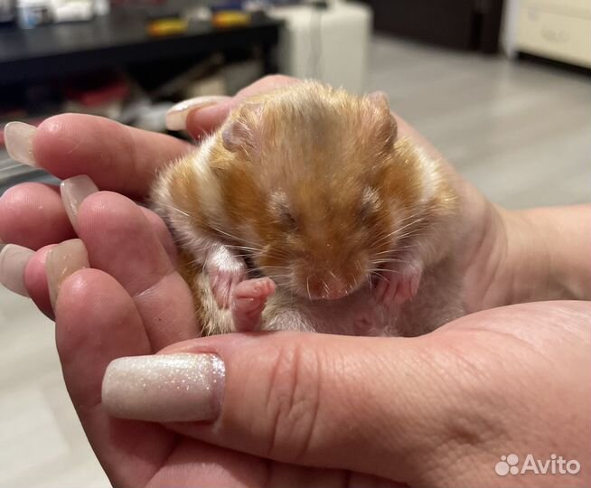Хомяк сирийский в хорошие руки - отдаем