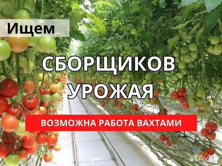 Сборщик урожая