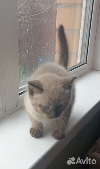 Сиамские котята