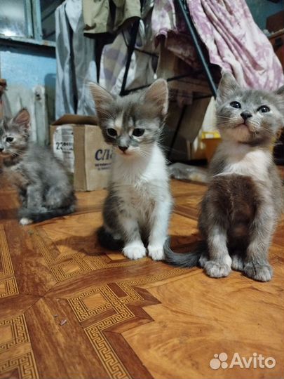 Котята котёнок
