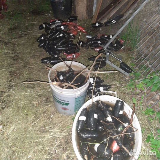 Роза кустовая английская Толстовка посадки и др