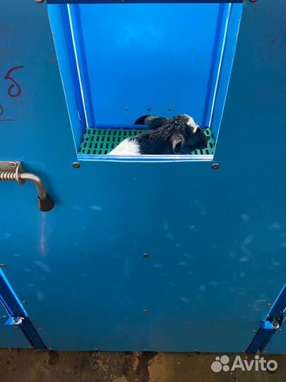 Сушилка для телят. Бокс для сушки