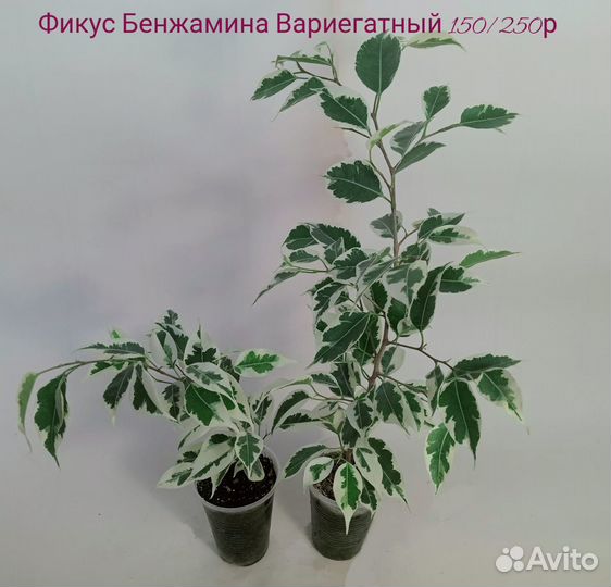 Комнатные растения Фикусы разные