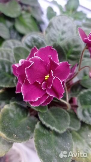 Фиалки сортовые