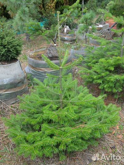 Пихта-сибирская