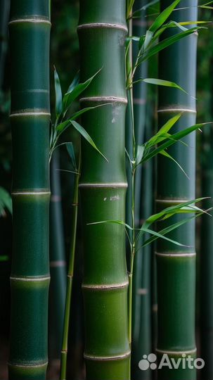 Бамбук (листоколосник сизо-зелёный)
