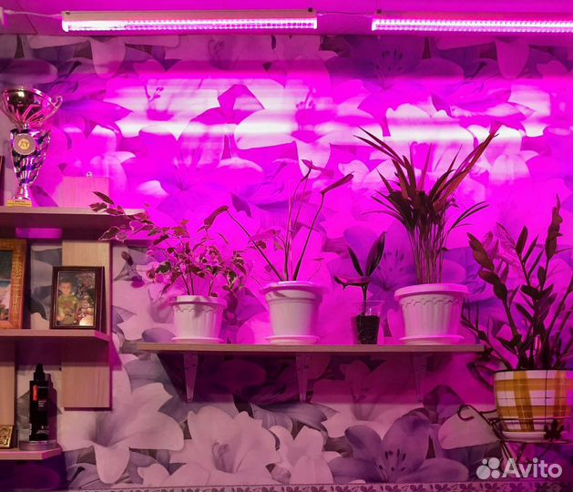 Фитолампа для растений