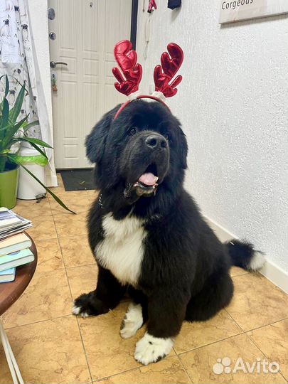 Грумер, стрижка собак и кошек