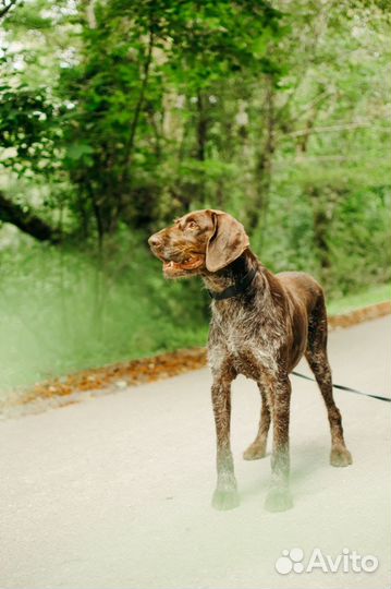 Собака в добрые руки Драхтар