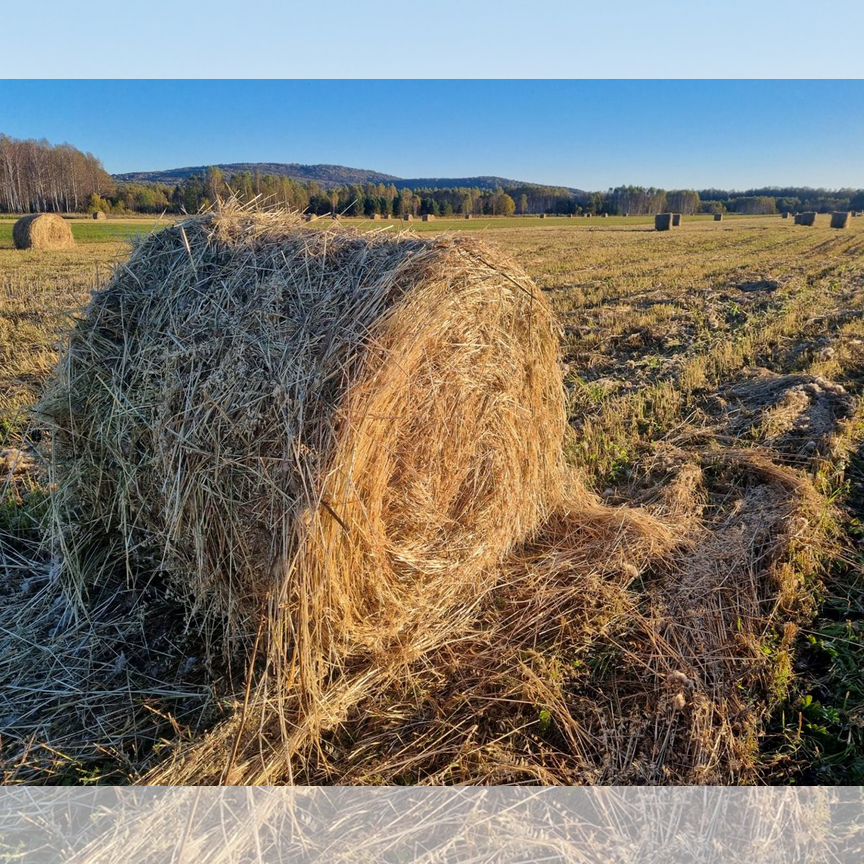 Сено