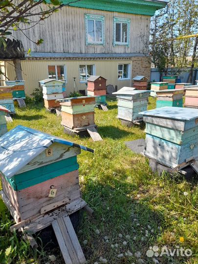 Продам пчелосемьи