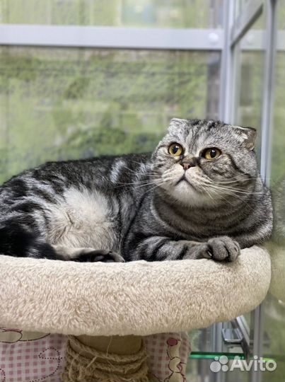 Передержка для кошек и грызунов