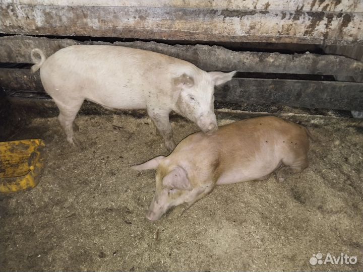 Боровки на племя