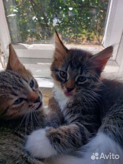 Котята