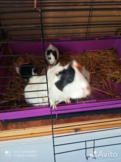 Морская свинка