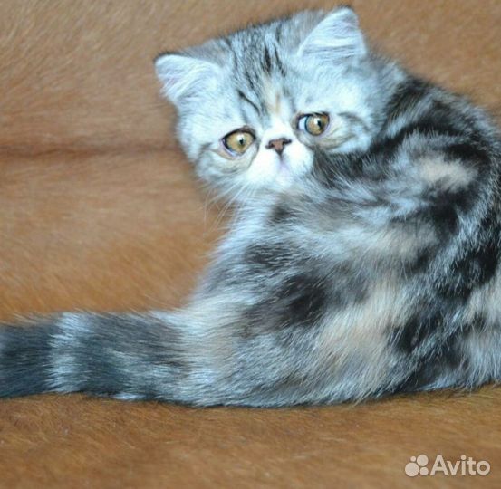 Экзотическая кошка