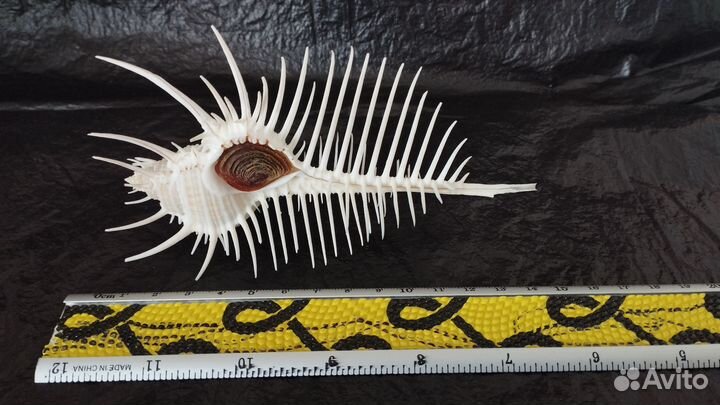 Морская раковина Мурекс Пектен 