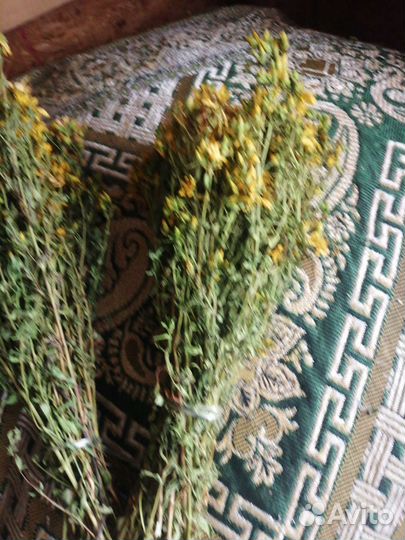 Зверобой, свежий сбор