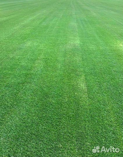 Рулонный газон, посевной газон