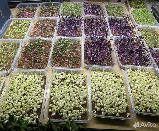 Микрозелень