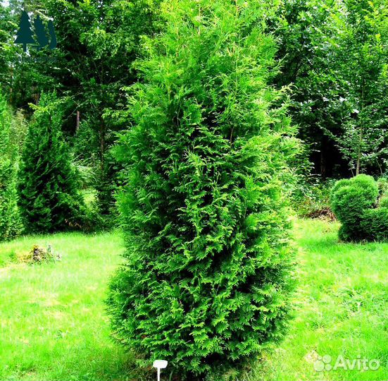 Туя брабант артикул H-37721
