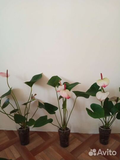 Антуриумы Принцесса Амалия