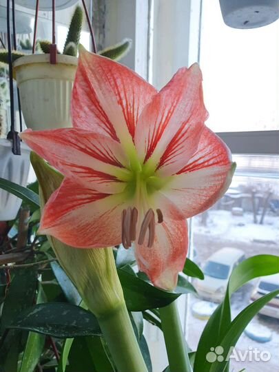 Гиппиаструм