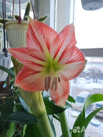 Гиппиаструм