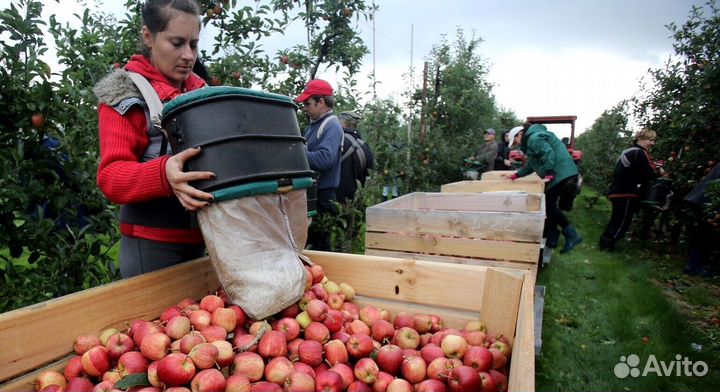 Рабочий. Сборщик яблок
