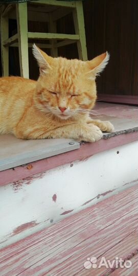 Котик ищет дом