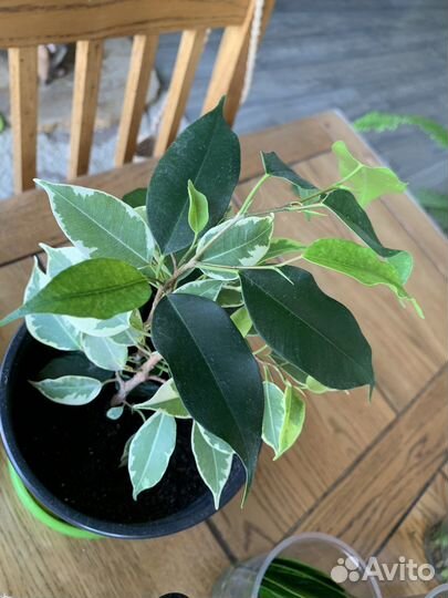 Фикусы разные