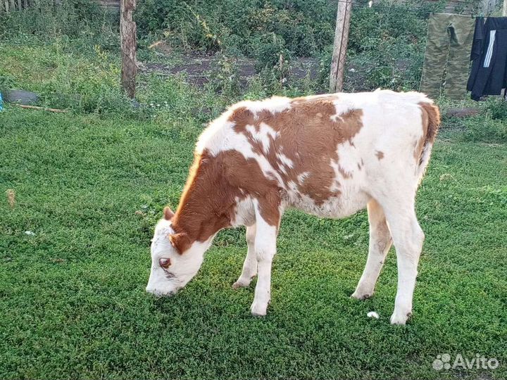 Бычки,телки