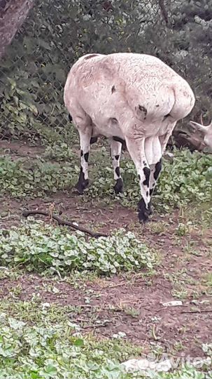 Племенной баран. Эльденбай