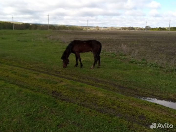 Продажа лошадь жеребец