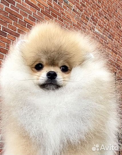 Снижена цена на шпиц девочку 5 месяцев