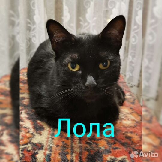 Кошка