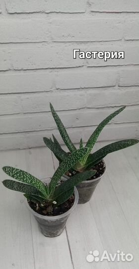 Суккуленты